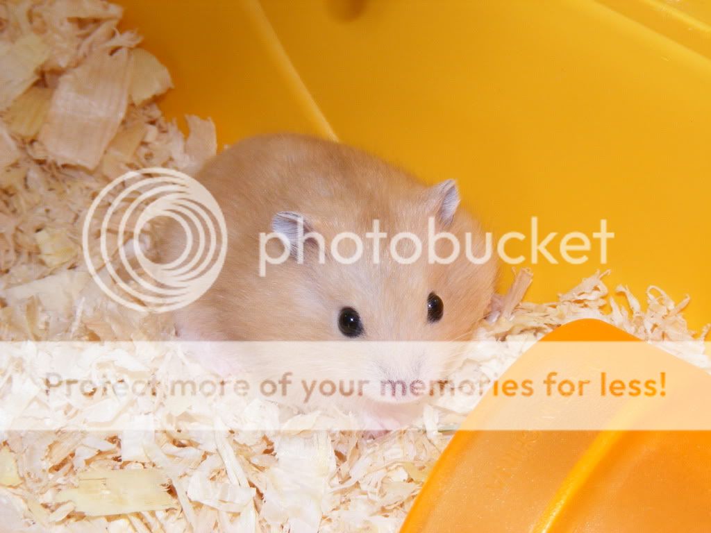 Another mandarin hamster litter Page 4 Hamster Central